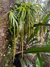 Image result for Oberonia