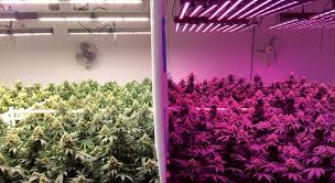 Led grow lights, fluorescent grow lights (t5 and cfl), metal halide grow lights, and high pressure sodium grow lights. The Best Light For Growing Weed 2020 Review Drcannabis