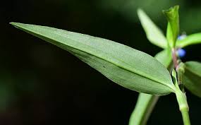 Image result for Commelina diffusa