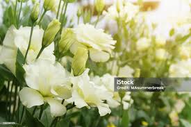 Image result for eustoma lisianthus in garden