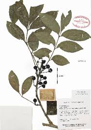 Image result for Trichilia prieuriana