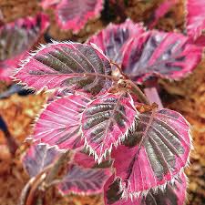 Image result for Fagonia isotricha