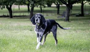 Image result for malý modrý gaskoňský honič