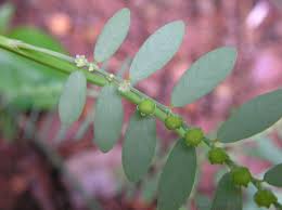 Image result for Phyllanthus