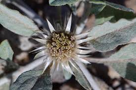 Image result for Dicoma capensis