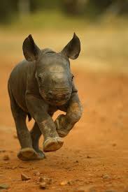 Kapela The Rhino Calf Animals Cute Animals Cute Baby Animals