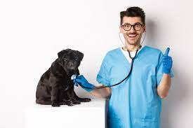 Handsome Doctor Veterinarian Smiling Examining Pet In Vet Clinic Checking Pug Dog With Stethoscope Showing Thumbs-up And Smiling Satisfied White In 2021 Cute Small Dogs Dog Waiting Pet Vet