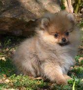 A Donner Chiot Type Spitz Nain Femelle A Lons Le Saunier Animaux Mai Clasf Animaux Chiot Pomeranien Spitz Nains Chien Spitz Nain
