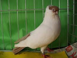 Tumbler Pigeons Tumbler Pigeons Hamburg Pigeon
