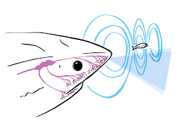 The ampullae of lorenzini is a sensory organ which allows sharks to feel the electromagnetic field of their prey. Shark Deterrent Technology Sharkbanz
