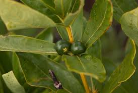 Image result for Fadogia tetraquetra