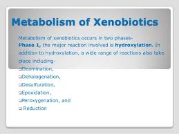 Image result for xenobiotics