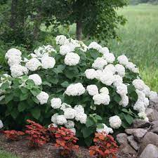 Maybe you would like to learn more about one of these? Incrediball Hydrangea Spring Meadow Wholesale Liners Spring Meadow Nursery
