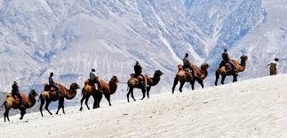 All is fair in love and war. Camel Safari In Ladakh