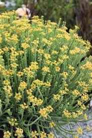 Image result for Euphorbia memoralis
