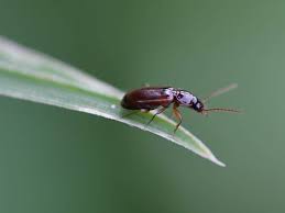 Les 5 Insectes Les Plus Utiles Au Jardin Jardins Insectes Entretien Jardin