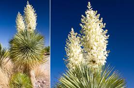 Image result for Yucca