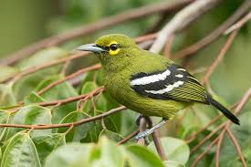 Image result for Ozoroa viridis