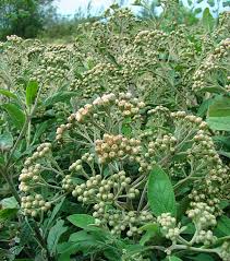 Image result for Pluchea