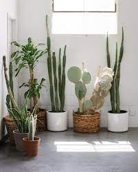 Pin By Zaby Henriquez On Interior Exterior Plants Indoor Cactus Plants Plant Decor