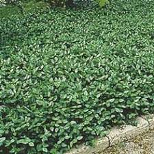 Keep reading to learn more about selecting evergreen creeping plants for zone 8 gardens. 39 Best Garden Evergreen Vines Zone 8b Ideas Evergreen Vines Garden Plants