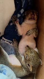 Goodnight #socute #pet #ilovesquirrels #iloveanimals #wildlife #reelsviralシ #reelsforyou #adorable | Rhea The Explorer | Facebook
