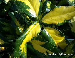 We are a locally, family owned business that appreciates your business! Evergreen Shrubs Georgia Southern Gardens Kinsey Family Farm