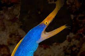 Blue Ribbon Eel Care Sheet Saltwater Aquarium Fish Pet Sea Animals