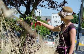 This is why grafting is important, it allows us to know exactly what fruit will be produced. Guerrilla Grafting Hacking City Trees To Create Urban Food Forests Pop Up City