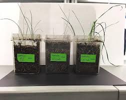 People also garden, and sometimes try to encourage rare plants to grow. Scientists Use Bacteria To Help Plants Grow In Salty Soil Eurekalert Science News