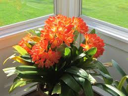 Image result for clivia