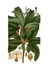 Image result for Manilkara