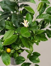 Image result for Citrus × limon