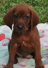 Maybe you would like to learn more about one of these? Redbone Coonhound Puppies For Sale Louisville Ky 200316