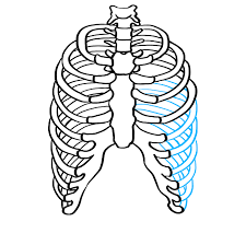 Sometimes you just need to show some bones. How To Draw A Rib Cage Really Easy Drawing Tutorial