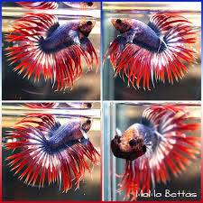 Live Betta Fish Male Fancy Captain America Crowntail Ct Cact1 Betta Fish Betta Cichlids