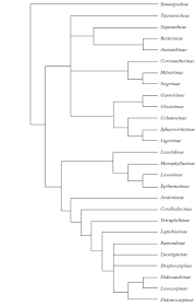 Image result for Saintpauliopsis lebrunii