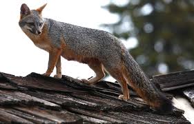 Fox tv canlı i̇zle, dizileri, ana haberleri ve programlarıyla son zamanlarda popülerliğini iyice arttıran fox tv'yi kesintisiz ve canlı olarak izleyebilirsiniz. Ask Monique Fox In The Neighborhood Native Animal Rescue