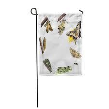 We did not find results for: Green Caterpillar Life Cycle Of The Swallowtail Butterfly Metamorphosis Garden Flag House Banner 12x18inch 30x45cm Buy At A Low Prices On Joom E Commerce Platform