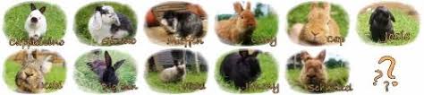 Ab Wann Durfen Kaninchen Jungen Gras Fressen Kaninchen
