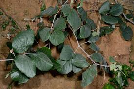 Image result for Rhoicissus revoilii