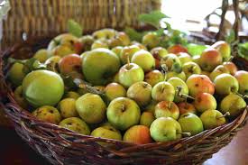 This method has been there for a very long time, and the process has been follow the below to find those out. Have You Ever Grown An Apple Tree From A Seed Steemit