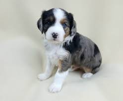 Aussalier Puppy Aussie Cavalier Mix Puppies Hybrid Dogs Australian Shepherd Puppies