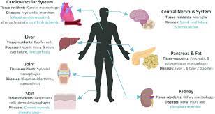 Recent Progress On Developing Exogenous Monocyte Macrophage Based Therapies For Inflammatory And Degenerative Diseases Cytotherapy