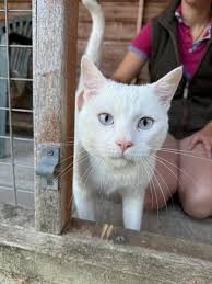 Moving trying to rehome him Standard-xl 2yrs old