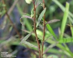 Image result for Hyptis