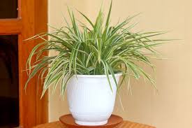 Image result for Chlorophytum