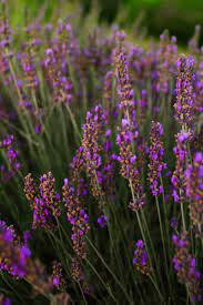 5 Enchanting Lavender Fields In California To Visit This Summer Lavender Fields Photo Spots Fields