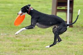 Look for the brands hyperflite, hero or. Best Frisbee Dogs Top 10 List Of Disc Dog Breeds Dog S Health