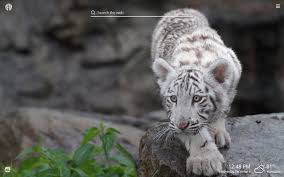 Tiger wallpapers for 4k, 1080p hd and 720p hd resolutions and are best suited for desktops, android phones, tablets, ps4 wallpapers. White Tiger Hd Wallpapers New Tab Theme